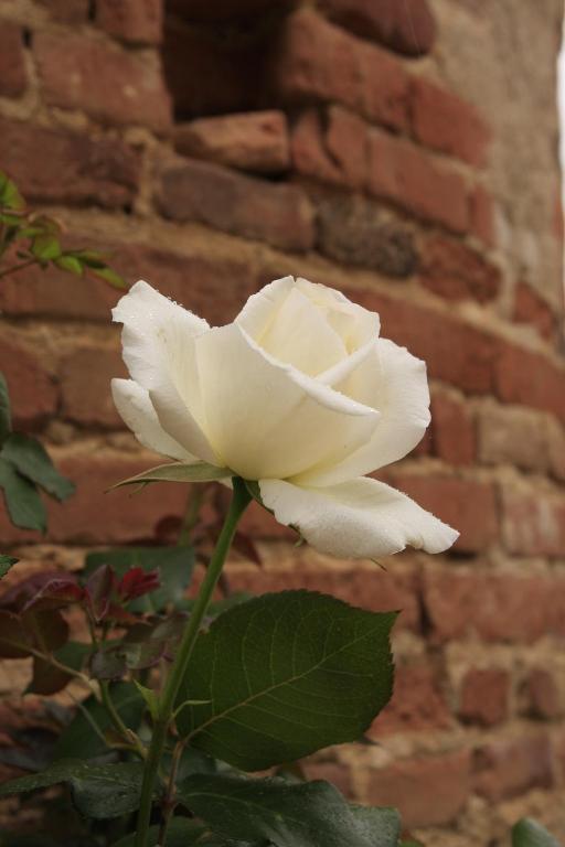 Domaine De Belcayre Bed & Breakfast Montauban Eksteriør bilde