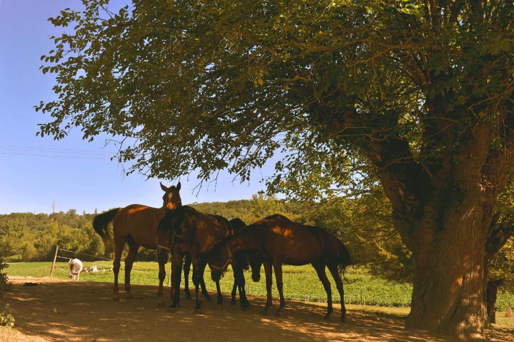 Domaine De Belcayre Bed & Breakfast Montauban Eksteriør bilde